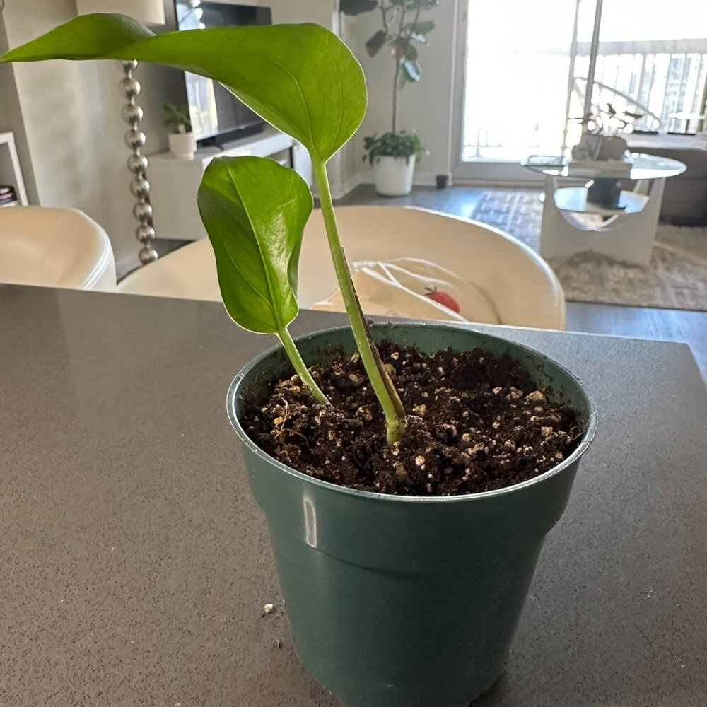 4" Green Planter with Pathos Philodendron Vine Plant
